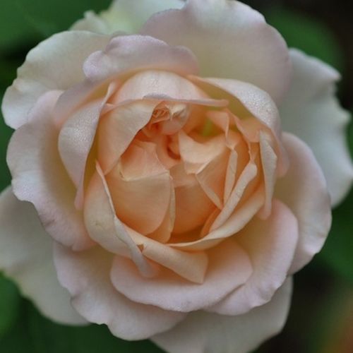 Közepesen illatos rózsa - Rózsa - Sans Souci® - Online rózsa rendelés
